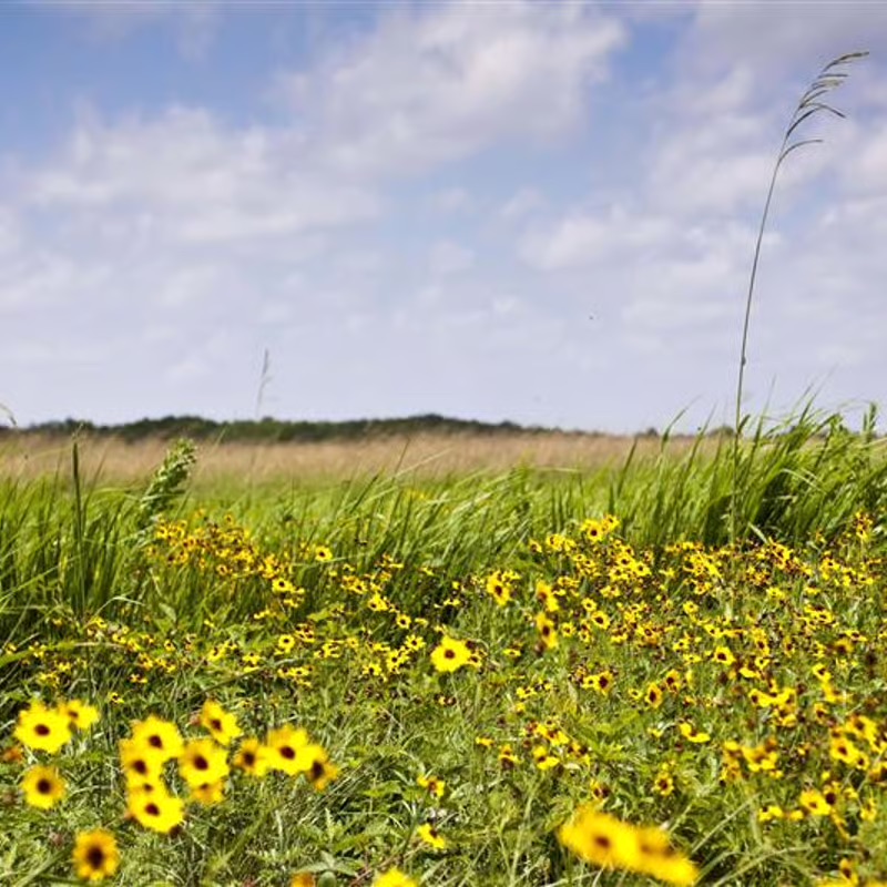 Climate, Carbon, and Conservation